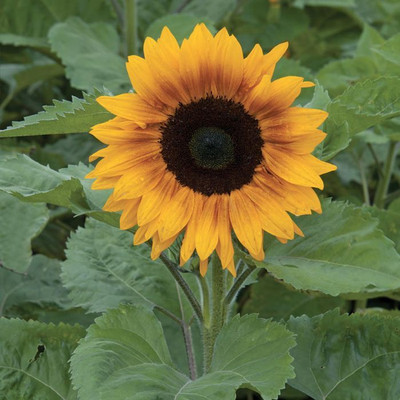 Kofy Sunflower Seed(25 per packet)