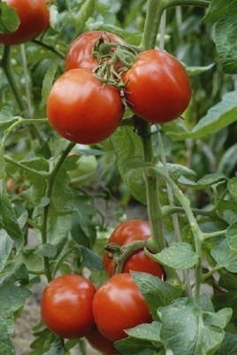 Kofy Tomato Seed(50 per packet)