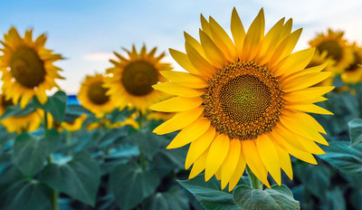 Kofy Sunflower Seed(25 per packet)