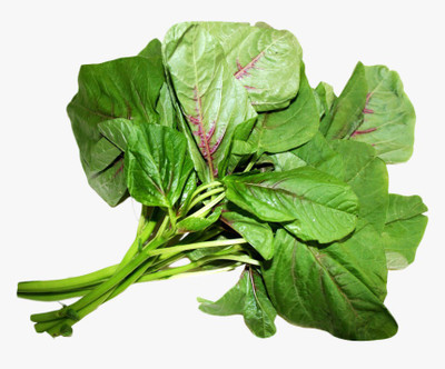 Arlo Amaranthus Seed(30 per packet)
