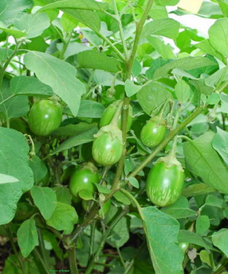 Kofy Brinjal Seed(20 per packet)
