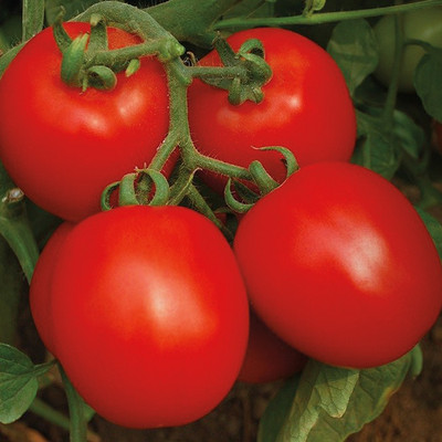 Kofy Tomato Seed(25 per packet)