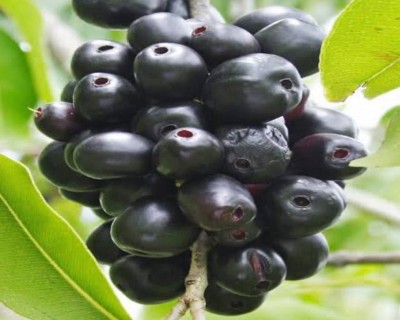 VibeX JAMUN Seed(20 per packet)