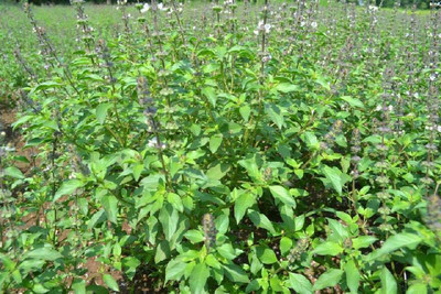 Kofy Tulsi Seed(50 per packet)