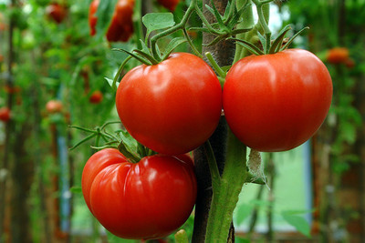 ibains f1 hybrid tomato seeds Seed(100 per packet)