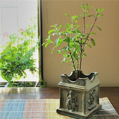 Paudha Tulsi Seed(25 per packet)