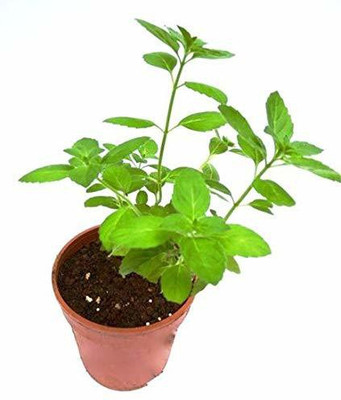 Paudha Tulsi Seed(25 per packet)