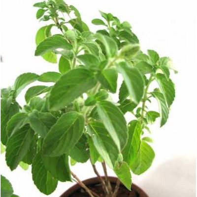 Paudha Tulsi Seed(25 per packet)