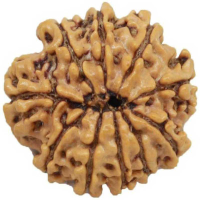 RADHEY 10 Mukhi Rudraksha HRC Lab Certified Wood Pendant