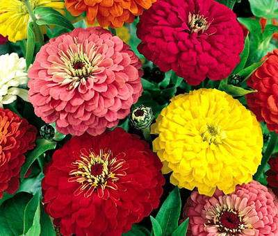 Paudha Zinnia Mix Flower Seed(26 per packet)