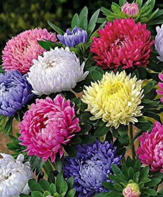 CYBEXIS ASTER FORMULA MIXED VARIETY Seed(50 per packet)