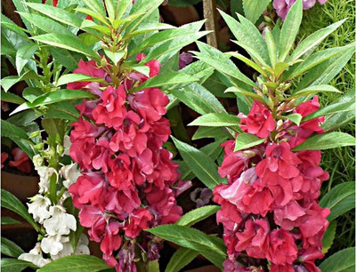 Paudha Balsam Seed(40 per packet)