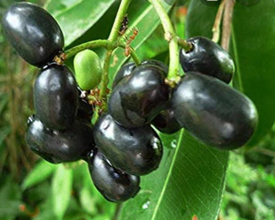 VibeX JAMUN Seed(7 per packet)