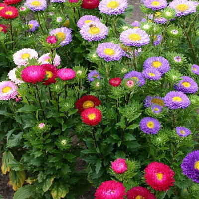 Paudha Aster Hybrid Flower Seed(46 per packet)