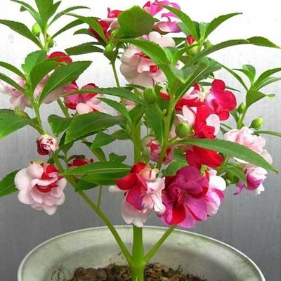 ME Traders Balsam Seed(20 per packet)