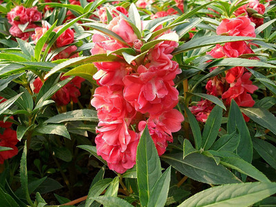 CYBEXIS Balsam Rose Gulab seeds Seed(25 per packet)