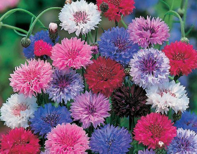 CYBEXIS CORNFLOWER FROSTY MIXED SEEDS400 Seeds Seed(400 per packet)