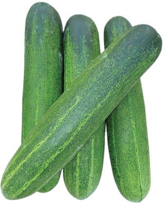 Paudha Cucumber Seed(25 per packet)