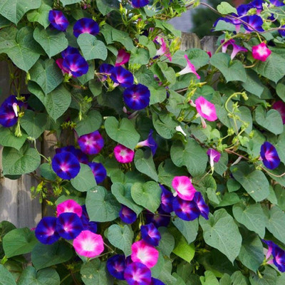 SENECIO Morning Glory, Climbers, Vines Seed(30 per packet)