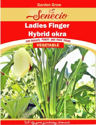 SENECIO Ladies Finger, Okra Seed(50 per packet)