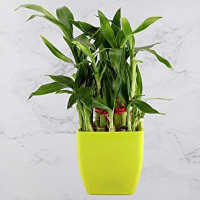 GREEN-HOMES Two Layer Bamboo Plant(Pack of 1)