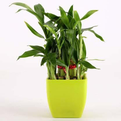 VamiJen Two Layer Bamboo Plant(Pack of 1)