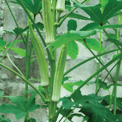Kofy Lady Finger Seed(50 per packet)