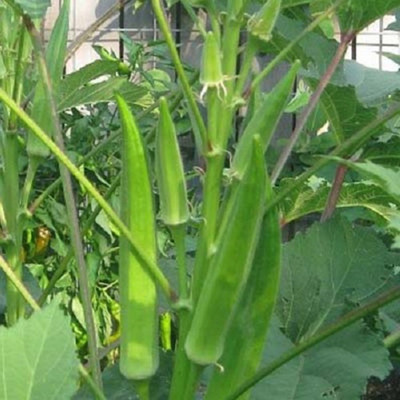 Kofy Lady Finger Seed(25 per packet)