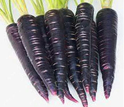 Sjeme KALI GAJAR, BLACK CARROT Seed(25 per packet)