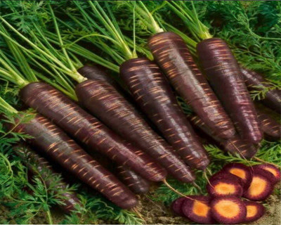 VibeX CARROT, KALI GAJAR Seed(25 per packet)