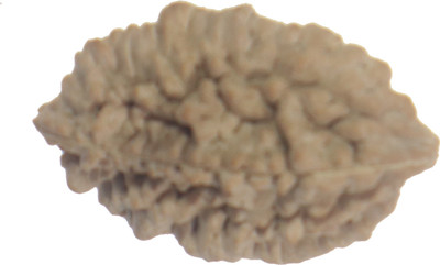 anagha 2 Mukhi/ two face Rudraksha with Lab Certificate Wood Pendant