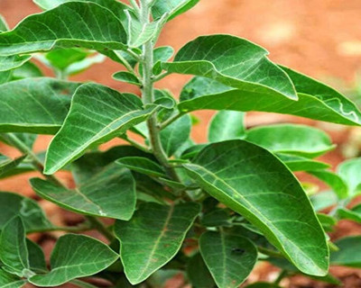 VibeX ASHWAGANDHA, HURB Seed(20 per packet)