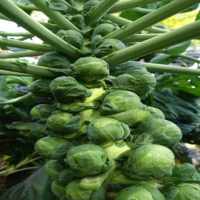VibeX SPROUT BRUSSEL Seed(10 per packet)