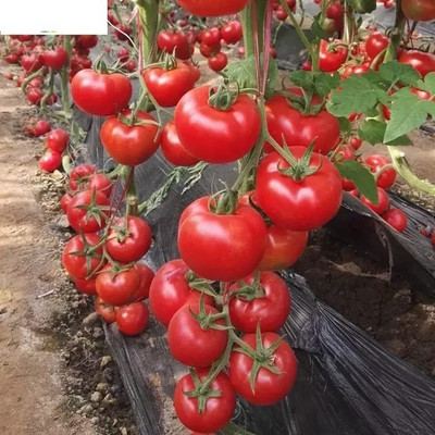 gorgeous moment tomato Seed(20 per packet)