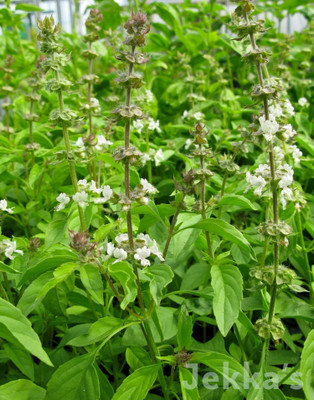 Kofy Tulsi Seed(50 per packet)