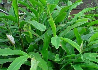 Nature House Elaichi/Cardamom Plant(Hybrid, Pack of 1)