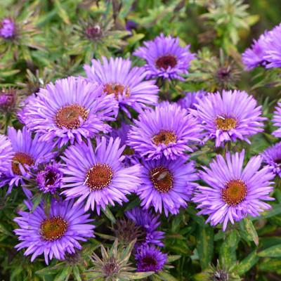 Paudha Aster Seed(25 per packet)