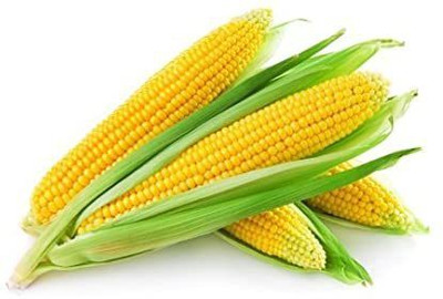 XOLDA Corn Seed(25 per packet)