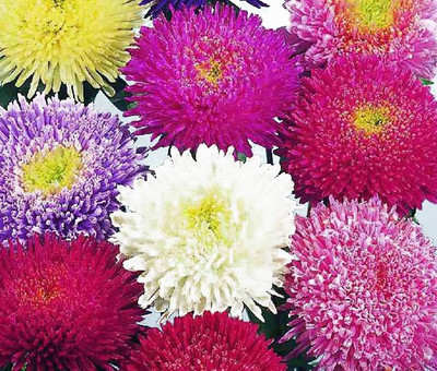 Paudha Aster Mix Flower Seed(35 per packet)