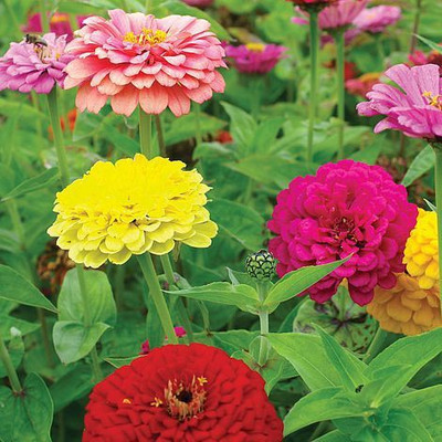 XOLDA Zinnia Seed(54 per packet)