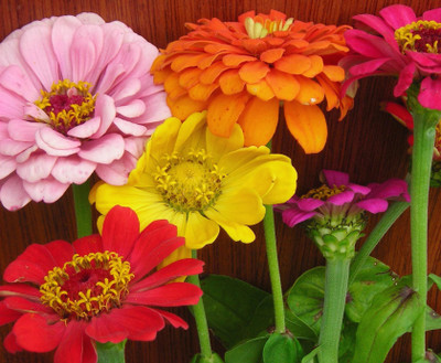 XOLDA Zinnia Seed(18 per packet)