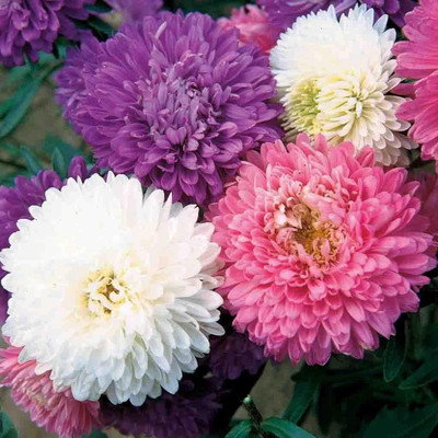 CYBEXIS Aster Crego Mix, Hybrid Double Mixed Flower Seed Seed(50 per packet)