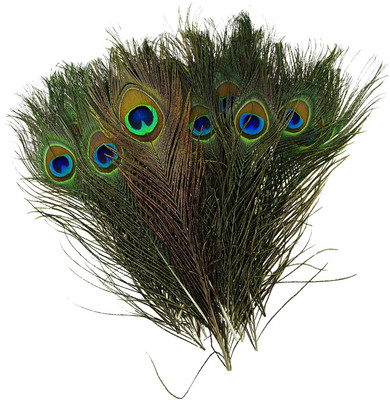Rameshwars Pack of 10 Decorative Feathers(28 Peacock Feather)