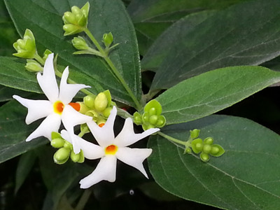 paudhawala HARSINGAR Seed(20 per packet)