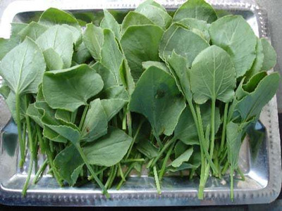 XOLDA chukka Seed(10 per packet)