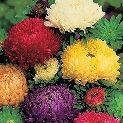 Green World ASTER DUCHESS FORMULA MIX FLOWER SEEDS Seed(10 per packet)