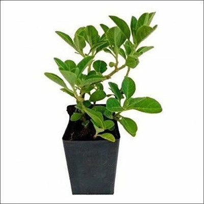 AquinnahGaden Ashwagandha/Indian Ginseng(Hybrid, Pack of 1)
