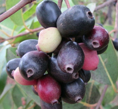 CRGO JAAMUN, JAVA PLUM Seed(5 per packet)