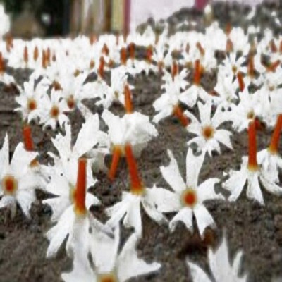 VibeX GANGA SIULI, JASMINE, HARSHRINGAR Seed(10 per packet)