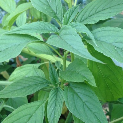 VibeX ® XXL-359 Green Callaloo Amaranth (Amaranthus Viridis) Seed(500 per packet)